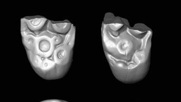 Обломки зубов египетских обезьян Ucayalipithecus из олигоценовых отложений Перу
