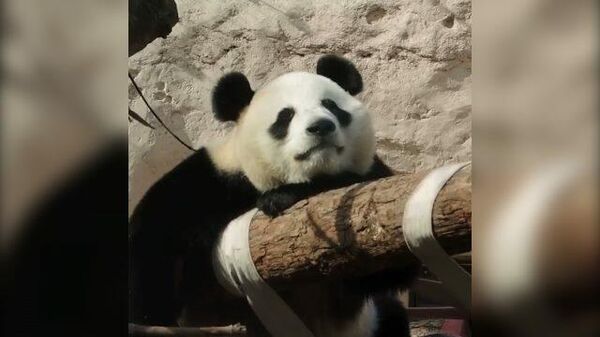 Мается от скуки: панда в московском зоопарке ждет возвращения посетителей