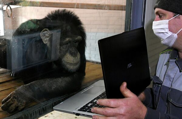 Зоолог Олег Кокарев показывает шимпанзе Анфисе фотографии на ноутбуке в парке флоры и фауны Роев ручей в Красноярске