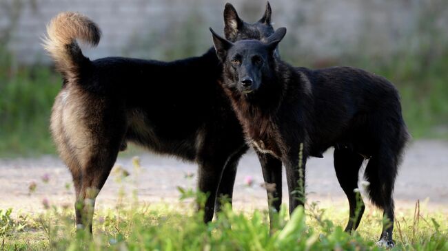 В Госдуме прокомментировали закон Магаданской области об умерщвлении собак