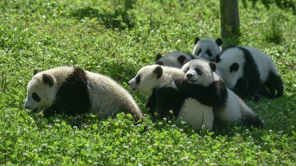 Панды, играющие в своем вольере на базе панд Шэньшупин 
