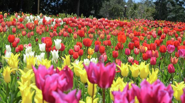 Тюльпаны в Никитском ботаническом саду в Крыму