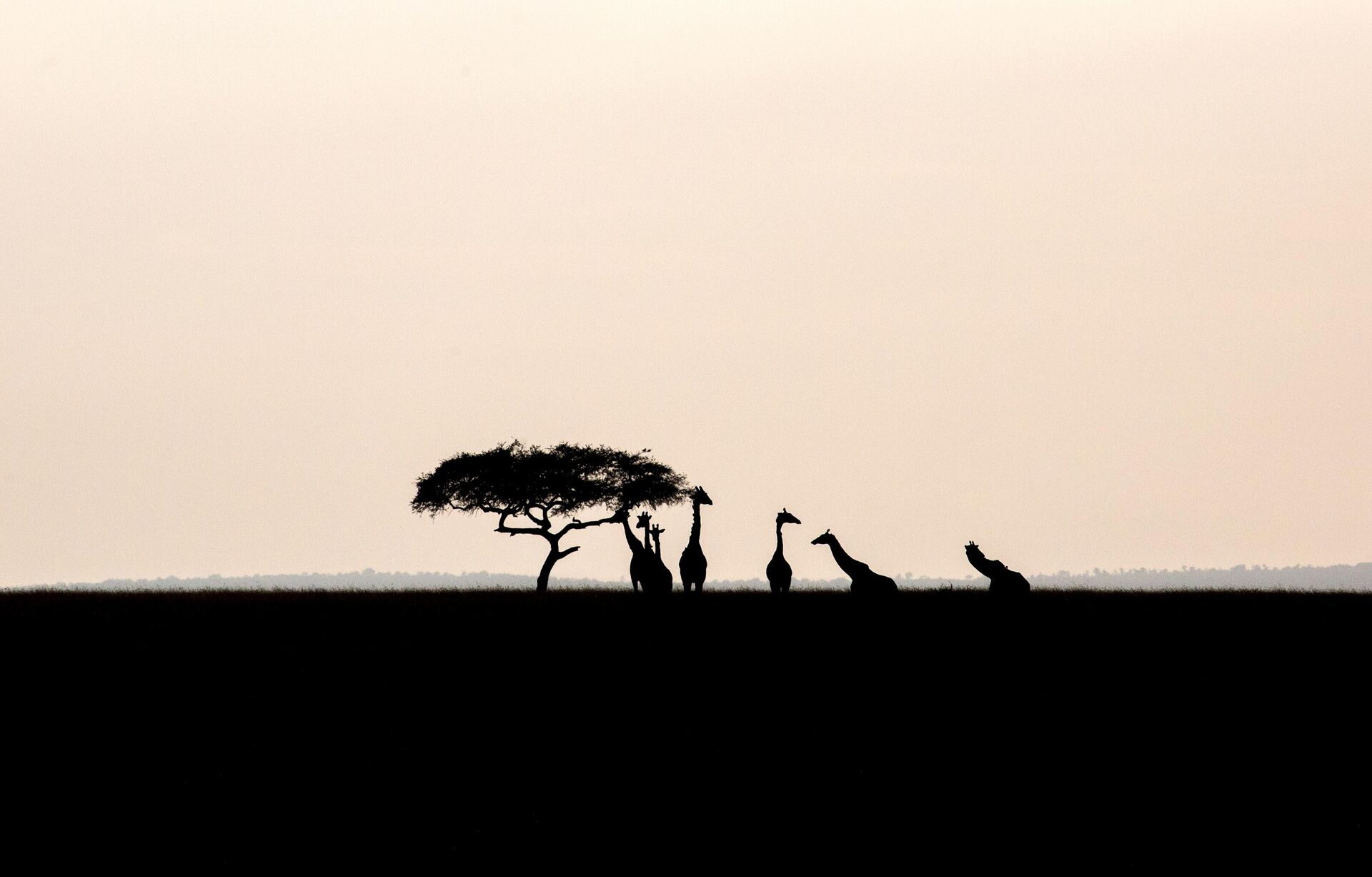 Жирафы в национальном заповеднике Масаи-Мара в Кении - РИА Новости, 1920, 09.11.2020