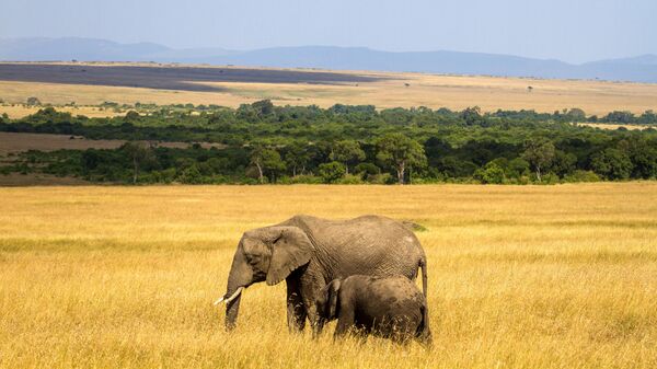 Слоны в национальном заповеднике Масаи-Мара в Кении