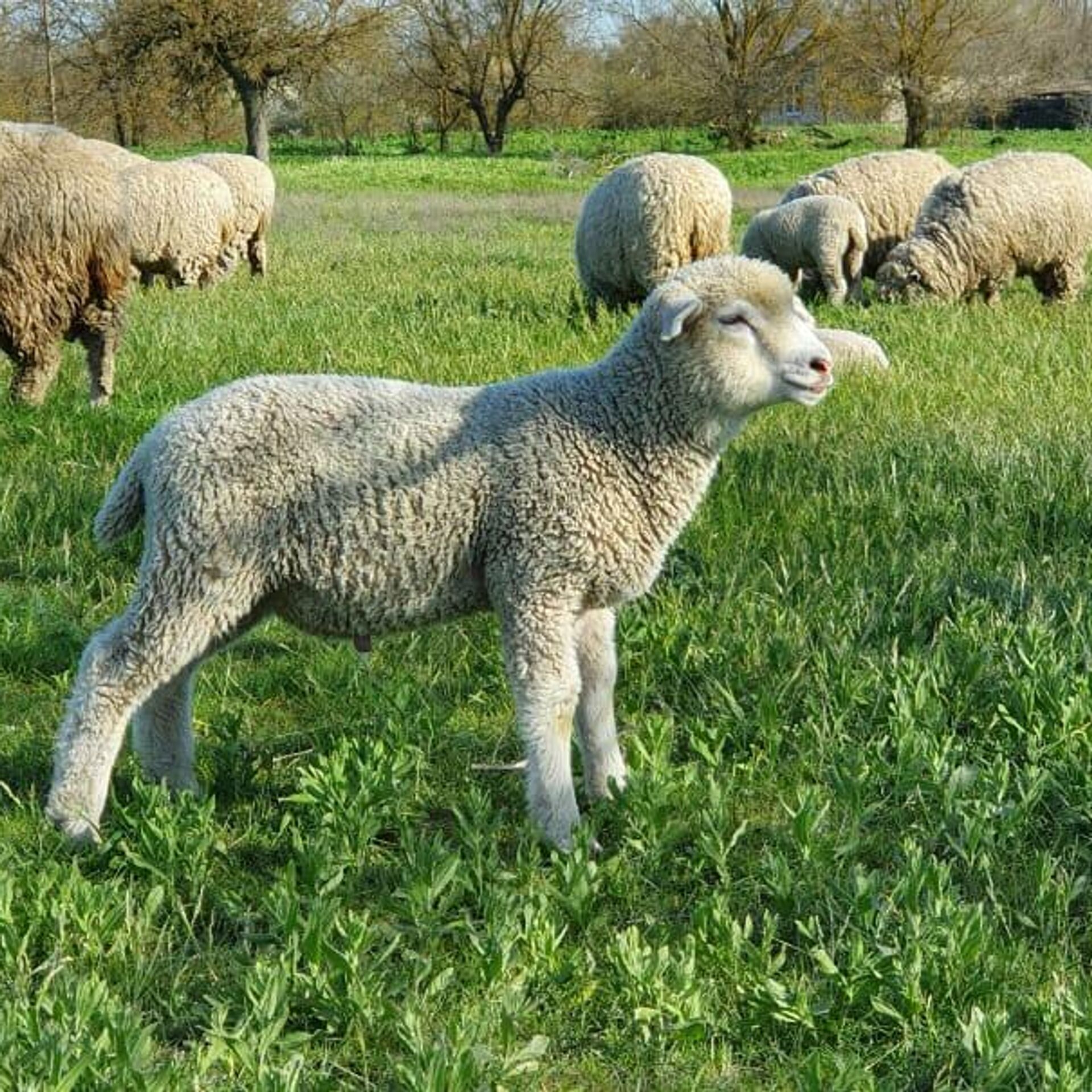 Авито породы овец