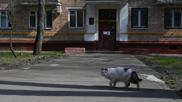 Кот гуляет во дворе на одной из улиц в Москве