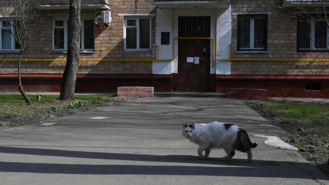 Кот гуляет во дворе на одной из улиц в Москве