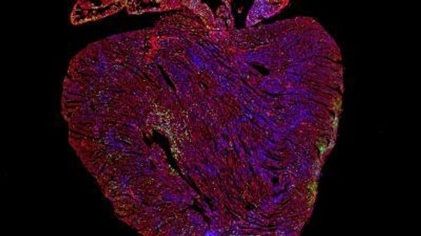 Репликация новых клеток (зеленым) в сердце взрослой мыши