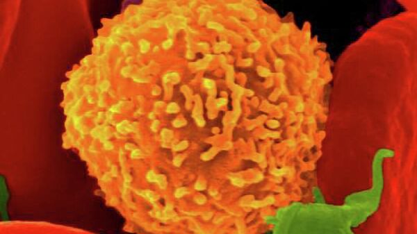 Т-киллер - клетка иммунной системы, убивающая вирус