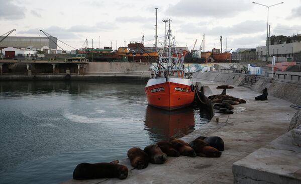 Морские львы отдыхают на причале морского порта в Мар-дель-Плате