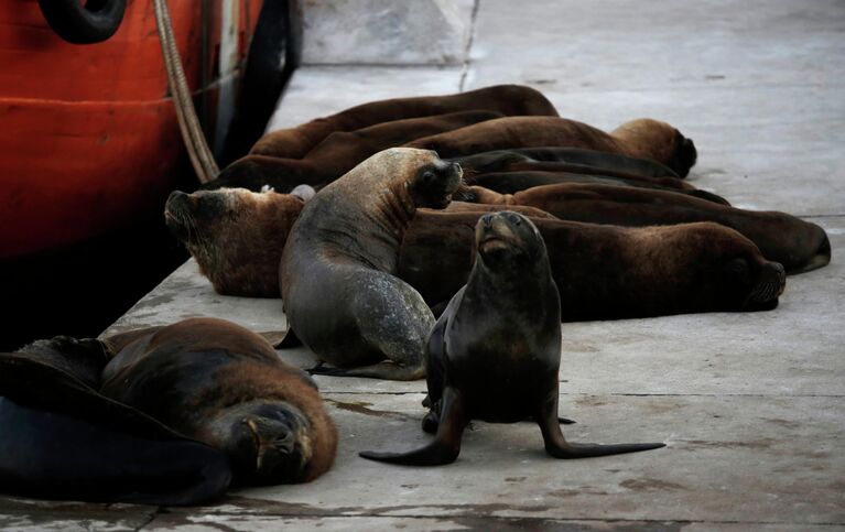 Морские львы отдыхают на одной из улиц неподалеку от морского порта в Мар-дель-Плате