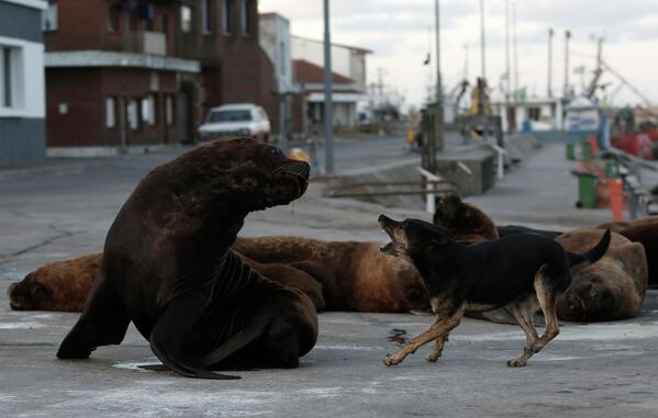 Бездомная собака пытается прогнать морского льва на одной из улиц неподалеку от морского порта в Мар-дель-Плате