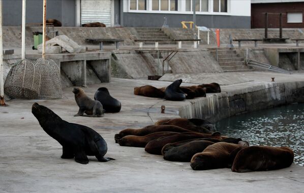 Морские львы отдыхают на одной из улиц неподалеку от морского порта в Мар-дель-Плате