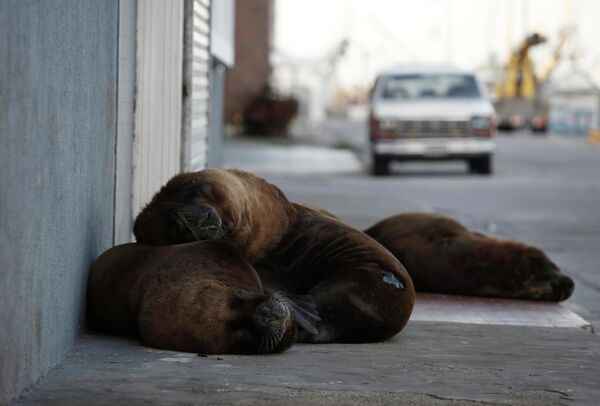 Морские львы отдыхают на одной из улиц неподалеку от морского порта в Мар-дель-Плате