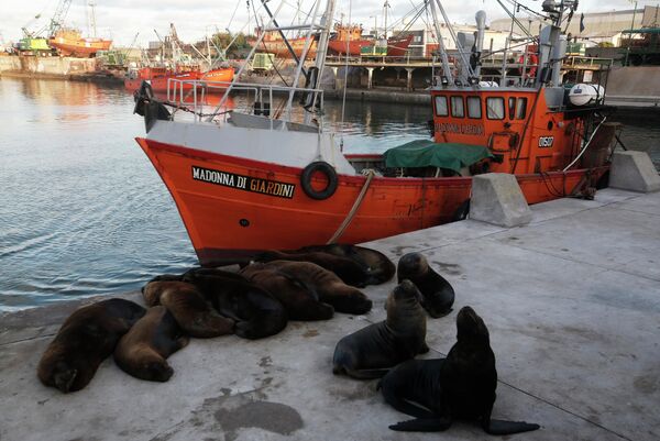 Морские львы отдыхают на набережной в морском порту в Мар-дель-Плате