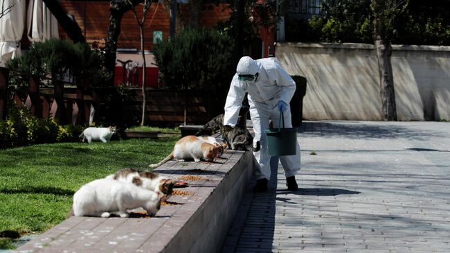 Работник муниципалитета в защитном костюме кормит уличных кошек на площади Султанахмет в Стамбуле, Турция