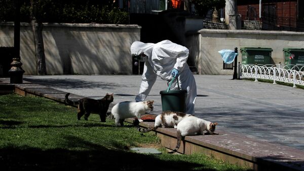 Работник муниципалитета в защитном костюме кормит уличных кошек на площади Султанахмет в Стамбуле, Турция