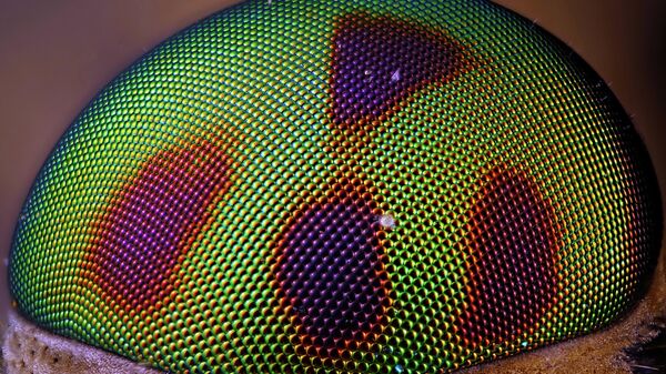 Глаз златоглазки, автор Михаил Грибков. Размер глаза на фото 3 мм. Использована технология мультифокусного стекинга из 30 кадров.