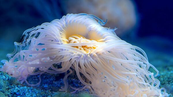 Флуоресценция коралла, автор Михаил Грибков