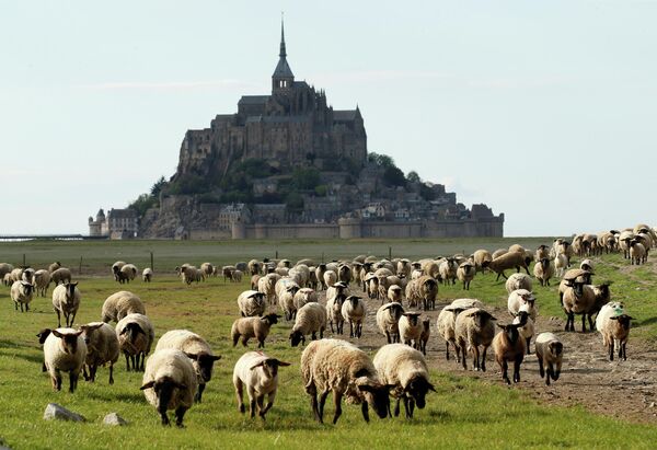 Овцы пасутся недалеко от Мон-Сен-Мишель во французском западном регионе Нормандии 