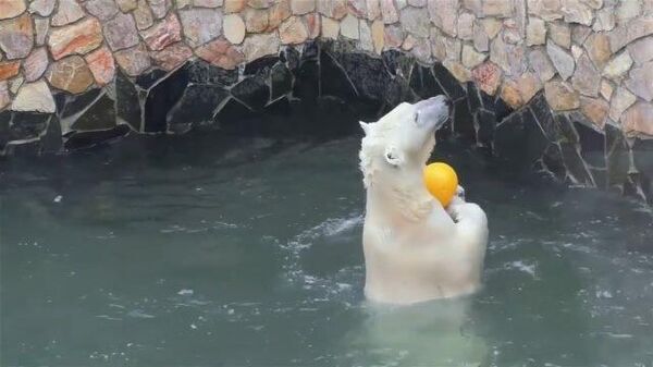 Давай поиграем: медведица в Ленинградском зоопарке скучает без людей