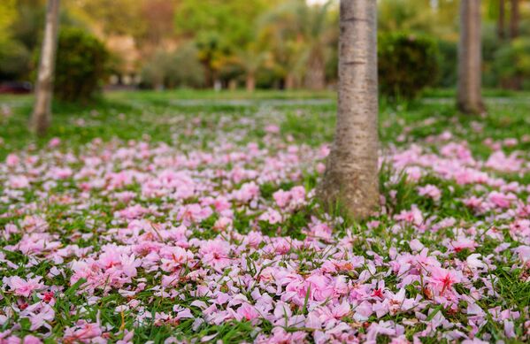 Лепестки на аллее Черешневый сад в Сочи