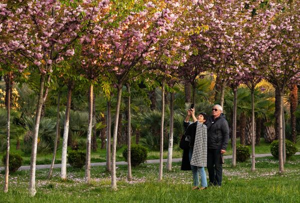 Женщина фотографирует на мобильный телефон цветы черешни на аллее Черешневый сад в Сочи