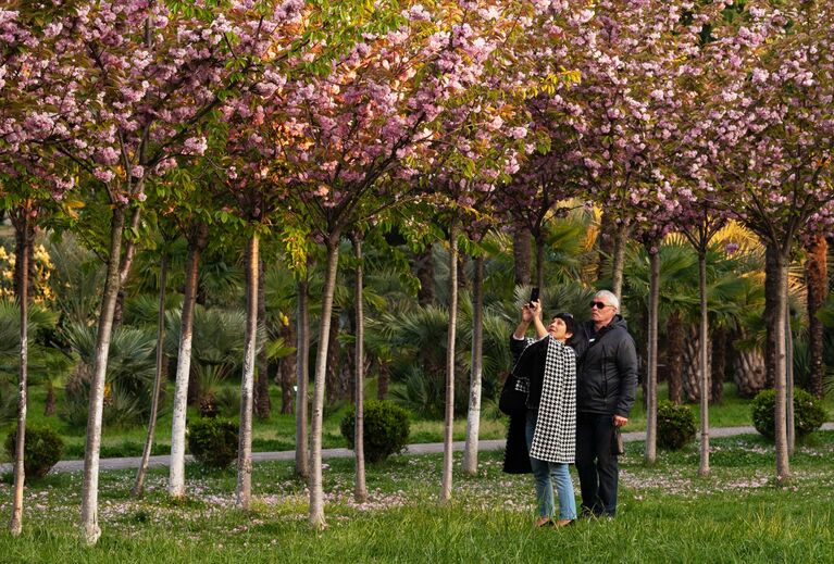 Женщина фотографирует на мобильный телефон цветы черешни на аллее Черешневый сад в Сочи