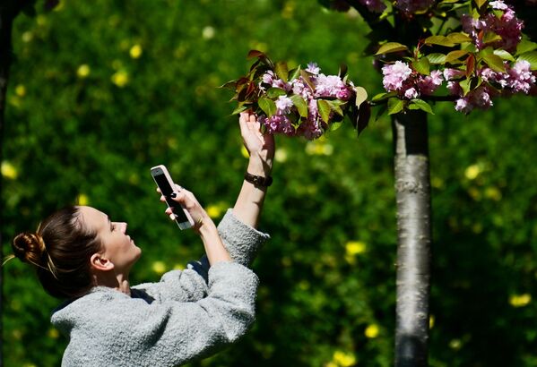 Девушка фотографирует на мобильный телефон цветы черешни на аллее Черешневый сад в Сочи