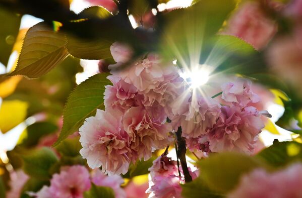 Цветение деревьев на аллее Черешневый сад в Сочи