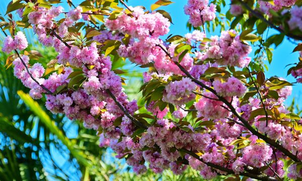 Цветение деревьев на аллее Черешневый сад в Сочи