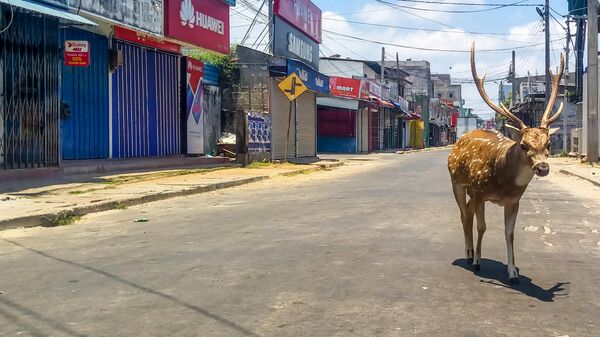 Дикий олень на пустынной улице в портовом городе Тринкомали, Шри-Ланка
