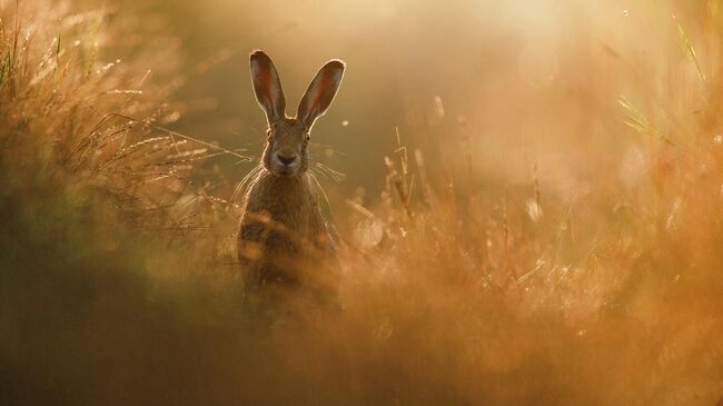 Работа Peter Lindel, победителя фотоконкурса GDT Nature Photographer of the Year 2020