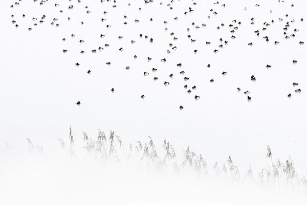 Работа фотографа Christoph Kaula в категории Птицы в фотоконкурсе GDT Nature Photographer of the Year 2020