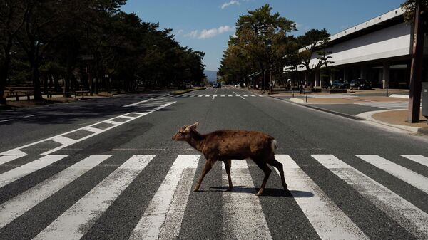 Олень на пешеходном переходе в Наре, Япония
