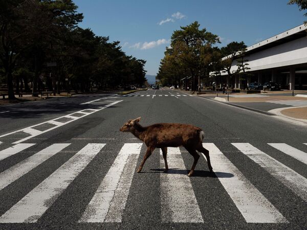 Олень на пешеходном переходе в Наре, Япония