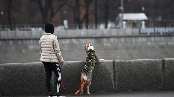 Девушка в парке с собакой