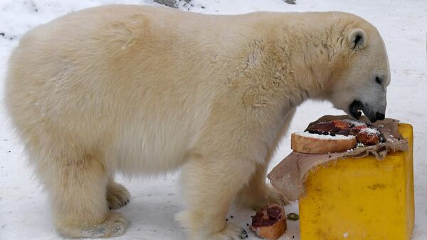 Белая медведица Аврора в Парке флоры и фауны Роев ручей на окраине Красноярска. 