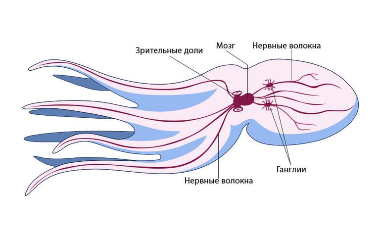 Нервная система осьминога Нервная система осьминога