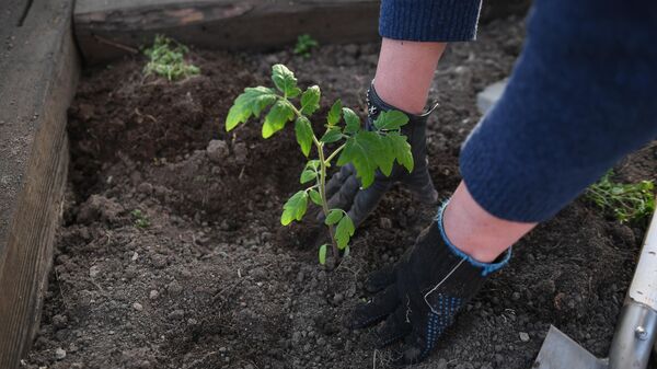 Женщина сажает рассаду томатов  на садовом участке 