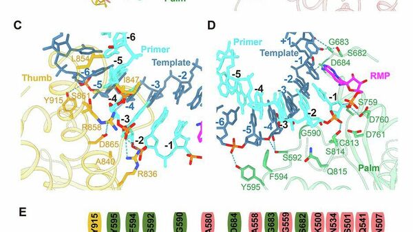 RNA Recognition by the RdRp complex
