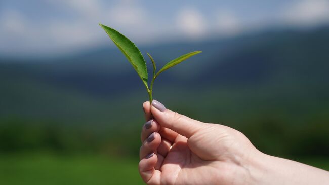 Сбор чая в Сочи