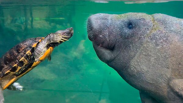 Не разлей вода: в нидерландском зоопарке подружились ламантин и черепаха