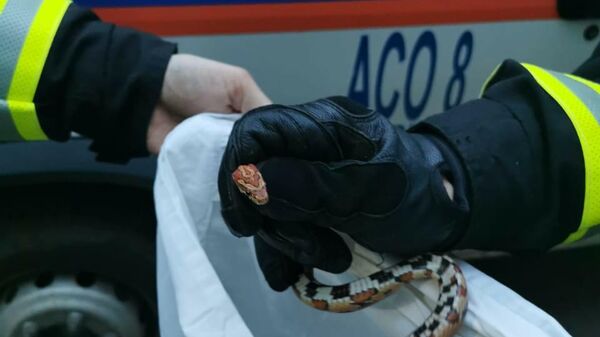 Змея, найденная в квартире на юго-западе Москвы