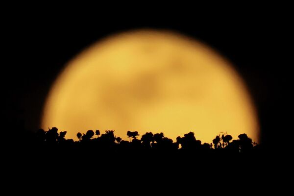 Цветочная Луна в Карлсбаде, штат Калифорния, США