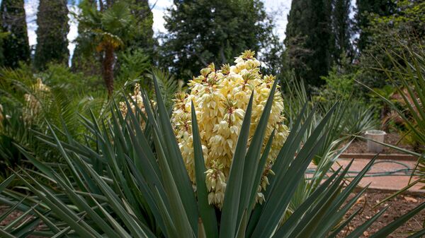 Майское цветение в Никитском ботаническом саду