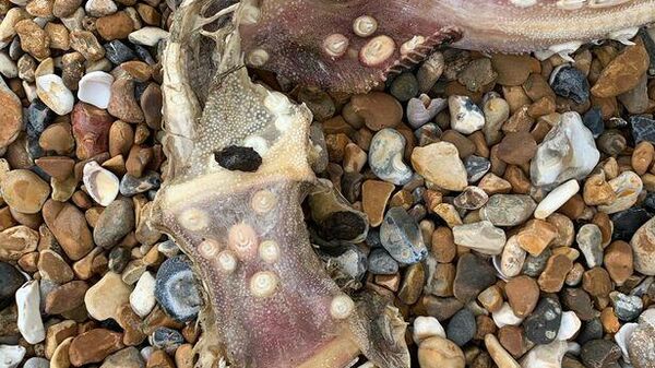 загадочный скелет на пляже Брайтона