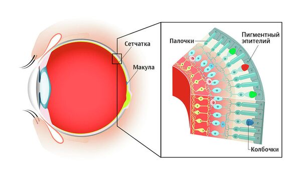 Строение сетчатки глаза Строение сетчатки глаза