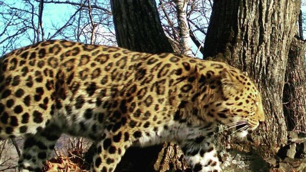 Дальневосточный леопард Leo 157M 
