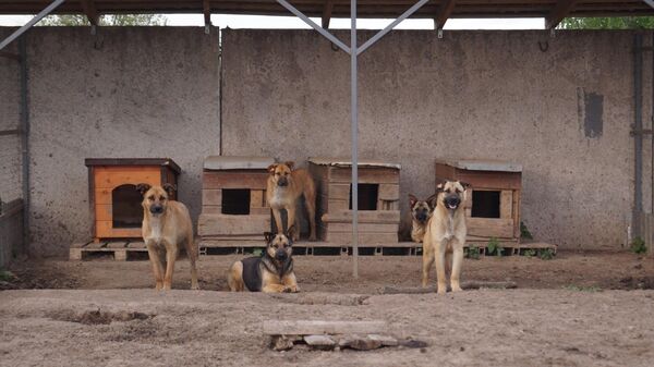 Собаки в Казанском монастыре в Колюпаново